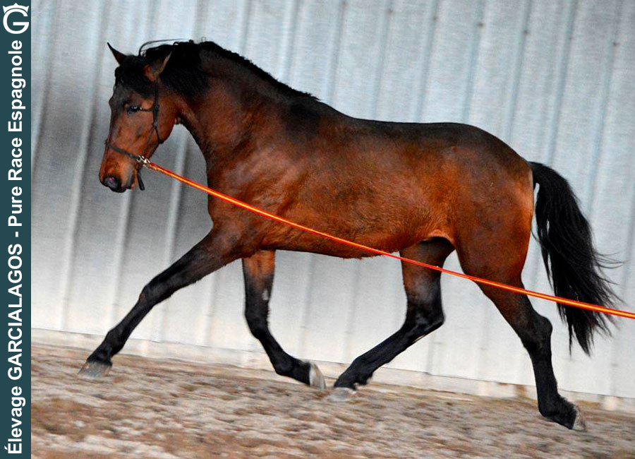 elevage-garcialagos-pre-duero-des-gachots1