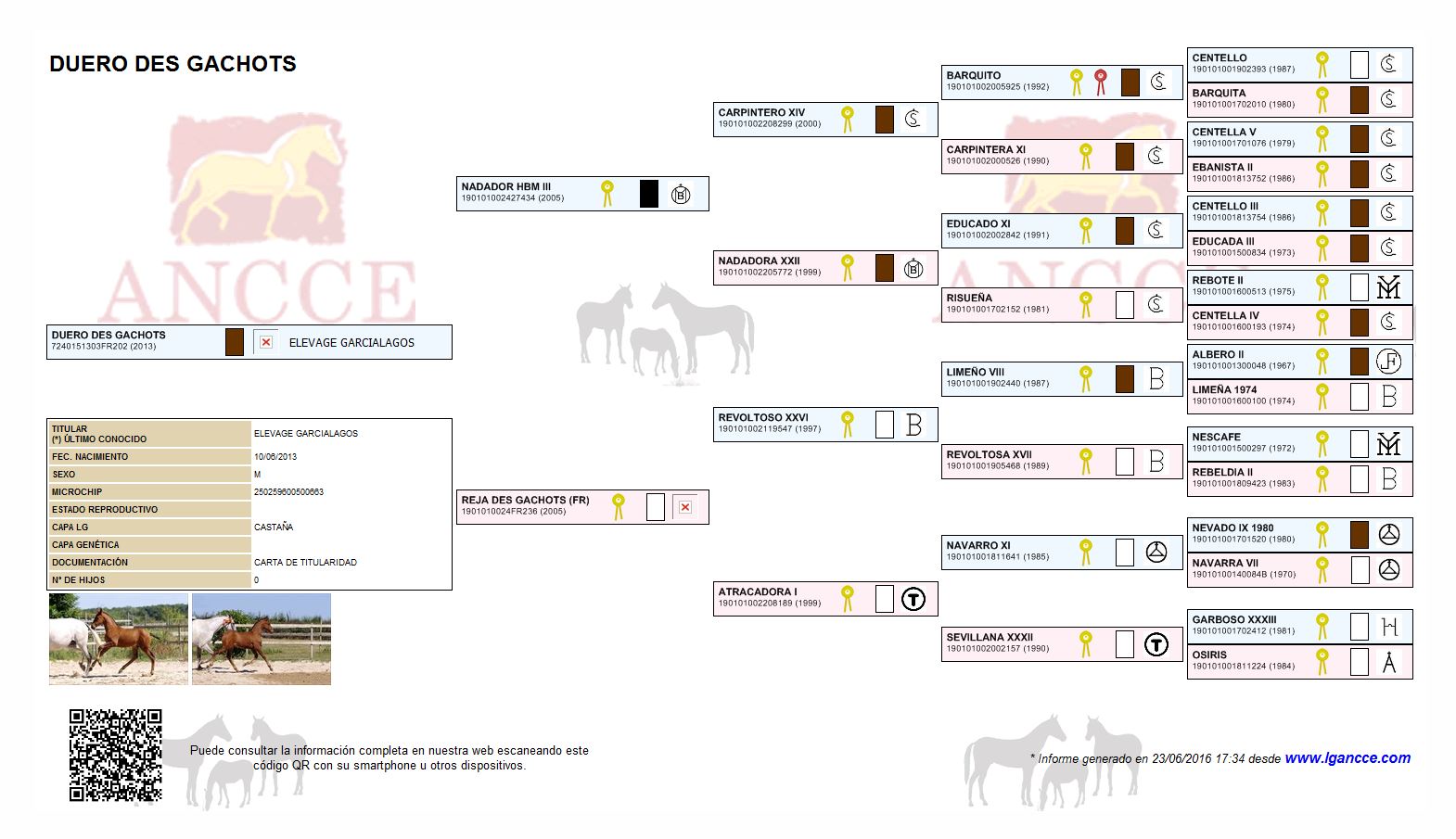 genealogie-duero-des-gachots-elevage-garcialagos-pure-race-espagnole