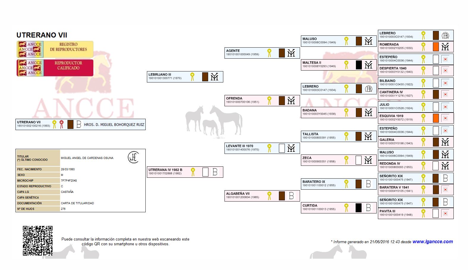 genealogie-utrerano-VII-pure-race-espagnole