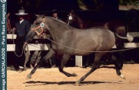elevage-garcialagos-pre-modele-et-allures-photo12