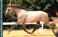 elevage-garcialagos-pre-modele-et-allures-photo9