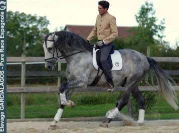 elevage-garcialagos-dressage-patati