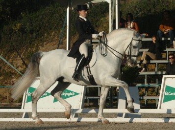 elevage-garcialagos-pre-impatiente5