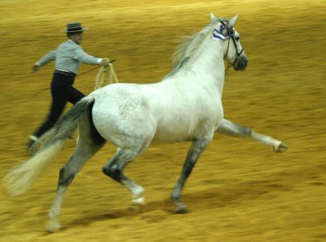 elevage-garcialagos-pre-impatiente7