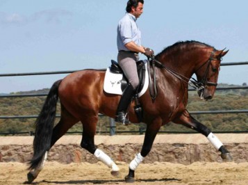 elevage-garcialagos-armas-tarugo6