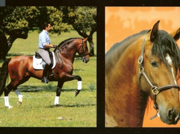 elevage-garcialagos-pre-Armas-Tarugo10