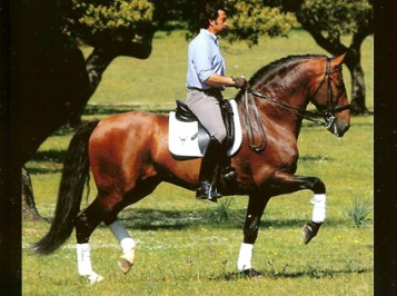 elevage-garcialagos-pre-Armas-Tarugo11