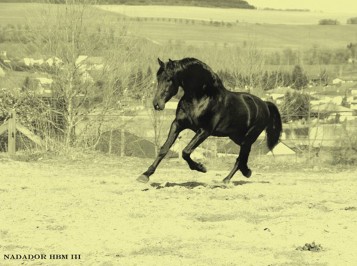 elevage-garcialagos-pre-nadador1