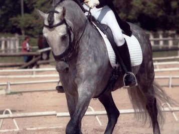 elevage-garcialagos-dressage-revoltoso2