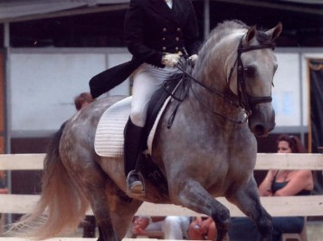 elevage-garcialagos-dressage-revoltoso3