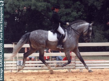 elevage-garcialagos-dressage6
