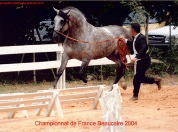 elevage-garcialagos-pre-modeles-allures-09