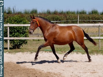 elevage-garcialagos-poulinieres-vincaiii7