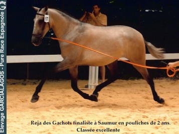 elevage-garcialagos-pre-modele-et-allures-photo10