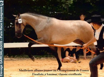 elevage-garcialagos-pre-modele-et-allures-photo13