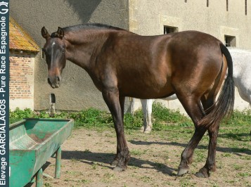 elevage-garcialagos-poulinieres-sortij-des-gachots6