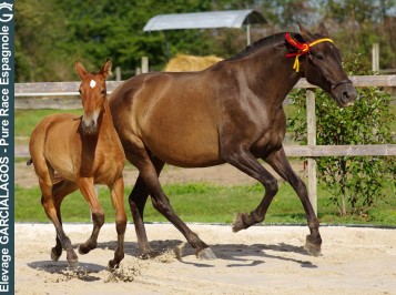 elevage-garcialagos-poulinieres-sortij-des-gachots7