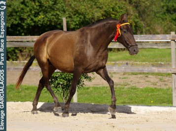 elevage-garcialagos-poulinieres-sortij-des-gachots8