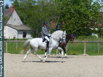elevage-garcialagos-dressage-quetzal-des-gachots2