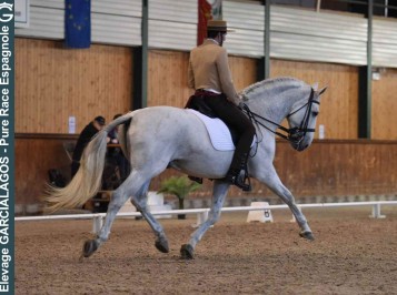 elevage-garcialagos-dressage-quetzal-des-gachots9