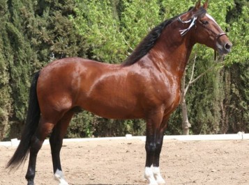 elevage-garcialagos-pre-utrerano1