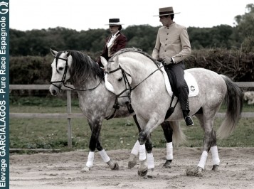 elevage-garcialagos-pre-enpiste12