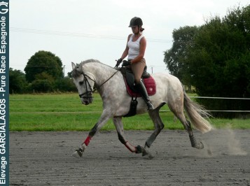elevage-garcialagos-pre-enpiste19