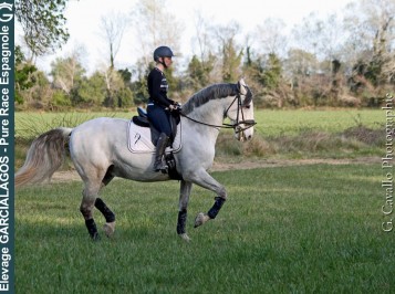 elevage-garcialagos-pre-enpiste22
