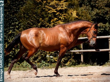 elevage-garcialagos-pre-botero-des-gachots2