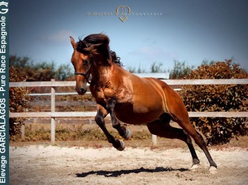 elevage-garcialagos-pre-botero-des-gachots3