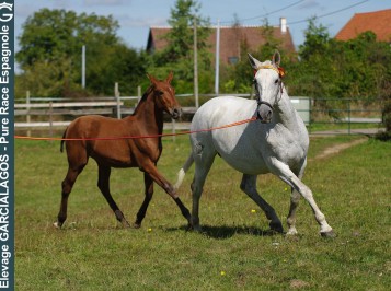 elevage-garcialagos-pre-princesa